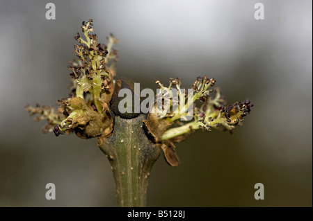 Fraxinus excelsior frêne pause bourgeons pour révéler les fleurs s'ouvrent avant que ses feuilles Banque D'Images