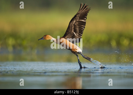 Dendrocygne fauve Dendrocygna bicolor décollant adultes Sinton Coastal Bend Corpus Christi Texas USA Banque D'Images