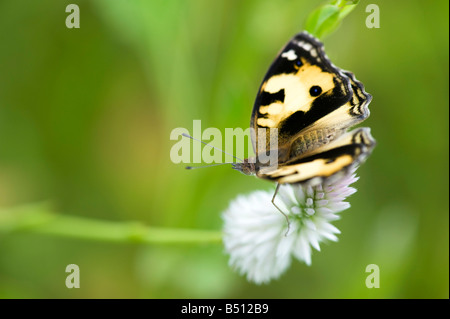 Hierta precis. Papillon jaune Pansy dans la campagne indienne. L'Andhra Pradesh, Inde Banque D'Images