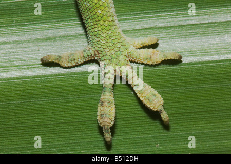 Anole vert Anolis carolinensis pied Sinton Coastal Bend Corpus Christi Texas USA Banque D'Images