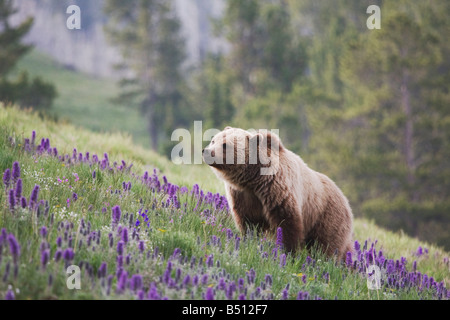 Ours grizzli (Ursus arctos horribilis) adulte en frange pourpre fleurs Phacelia sericea Parc National de Yellowstone au Wyoming USA Banque D'Images