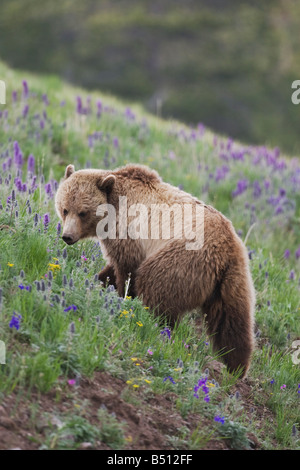 Ours grizzli (Ursus arctos horribilis) adulte en frange pourpre fleurs Phacelia sericea Parc National de Yellowstone au Wyoming USA Banque D'Images