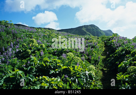 Fleurs d'été, Vik, Islande Banque D'Images