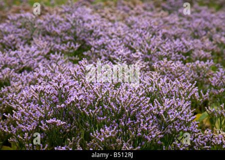 La lavande de mer commun Limonium vulgare Banque D'Images