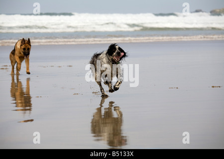 Springer spaniel et bergers allemands jouant à Gwithian Cornwall Beach Banque D'Images