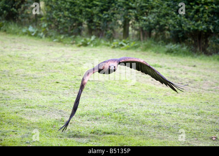 Aigle royal Aquila chrysaetos en vol Banque D'Images