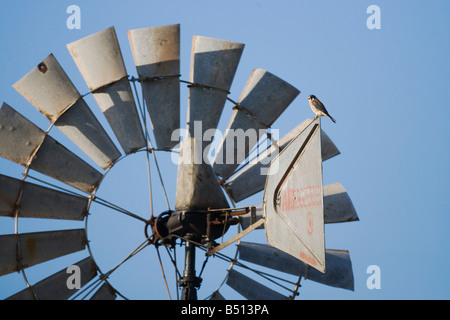 Crécerelle d'Amérique Falco sparverius hot perché sur wind mill Sinton Corpus Christi Texas USA Coastal Bend Banque D'Images