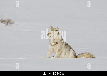 Coyote Canis latrans des profils dans la neige Parc National de Yellowstone au Wyoming USA Banque D'Images