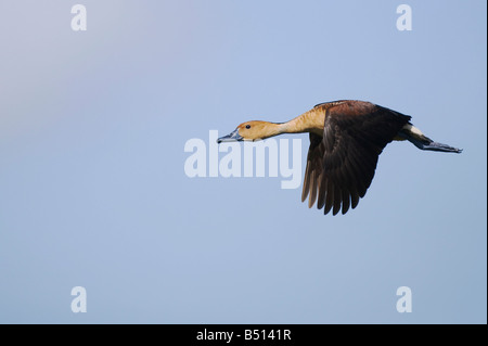 Dendrocygne fauve Dendrocygna bicolor dans adultes Sinton vol Corpus Christi Texas USA Coastal Bend Banque D'Images