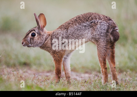 Lapin Sylvilagus floridanus stretching adultes Sinton Coastal Bend Corpus Christi Texas USA Banque D'Images