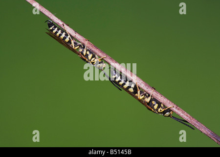 Cinq-Myzinum quinquecinctum Tiphiid Wasp bagués adultes reposant Sinton Corpus Christi Texas USA Coastal Bend Banque D'Images