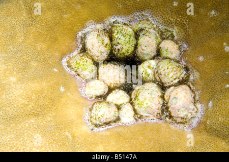 Un groupe de coquilles corail violet. Ces réservoirs sont des prédateurs sur scleractinean corail. Banque D'Images