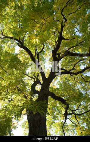 Le Noyer noir Juglans nigra arbre en automne Banque D'Images