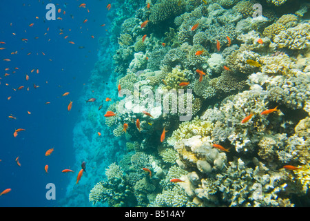 Les récifs coralliens dans le trou bleu au large de Dahab sur la mer Rouge en Egypte Banque D'Images