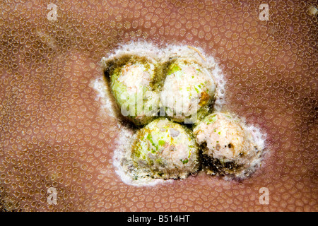 Coquillages, coraux Violet Coralliophila violacea, Purpura précédemment violacea. Ces réservoirs sont des prédateurs des coraux sur scleractinean Banque D'Images