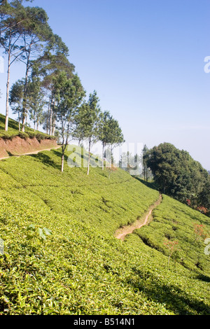 [En] plantation de thé de Puncak Bogor Banque D'Images