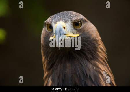 Aigle royal Aquila chrysaetos portrait Banque D'Images