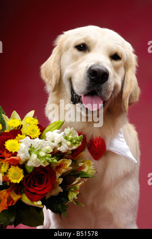 Golden Retriever de fleurs Banque D'Images