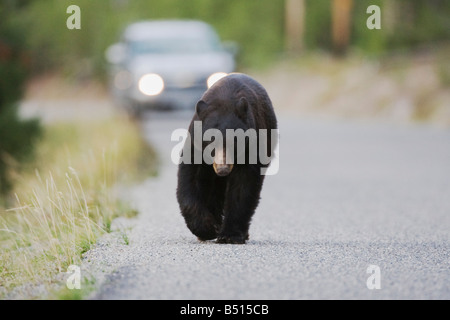 Ours noir Ursus americanus balades adultes sur route - Parc National de Yellowstone au Wyoming USA Banque D'Images