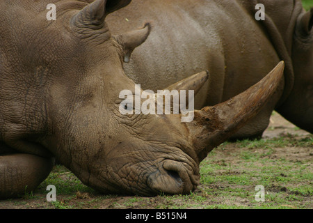 Un portrait d'un rhinocerus noir reposant sa tête sur le sol Banque D'Images