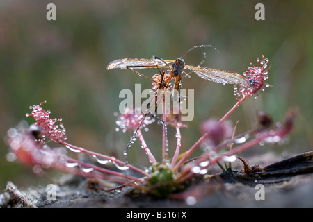 De forme oblongue leaved sundew Drosera intermedia Banque D'Images