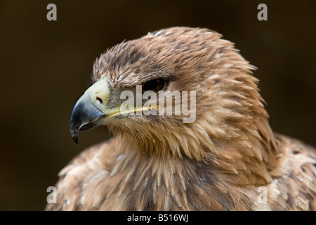Aigle ravisseur Aquila rapax oiseau captif Banque D'Images
