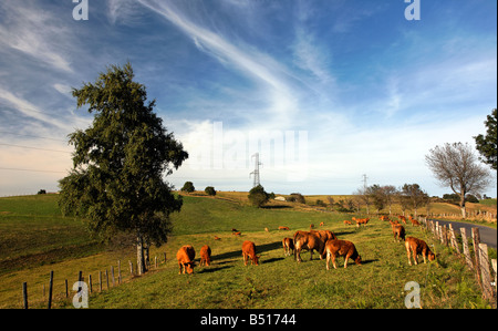 Vaches Aubrac paissant dans la lumière du soir de l'Aveyron de France Banque D'Images