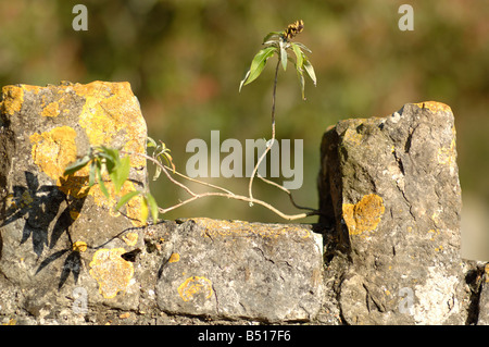 Plante poussant sur l'église St Leonard's Wall, Hythe, dans le Kent, Angleterre Banque D'Images