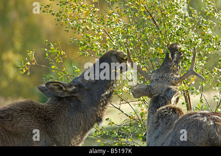 Elk européen qui se nourrissent de feuilles de bouleau dans les Scottish Highland Wildlife Park géré par le Zoo d'Édimbourg 0929 SCO Banque D'Images