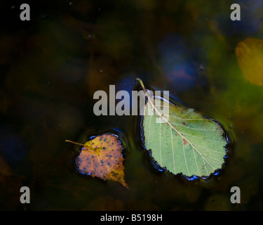 Deux feuilles sur l'eau Banque D'Images