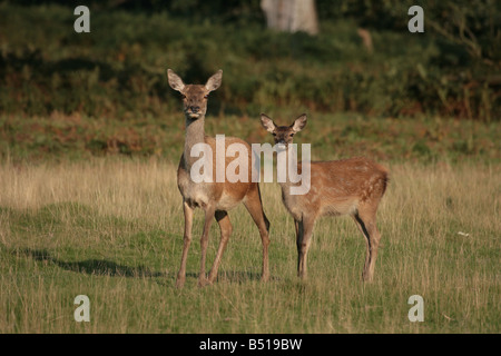 Red Deer hind et faon Cervus elaphus Banque D'Images