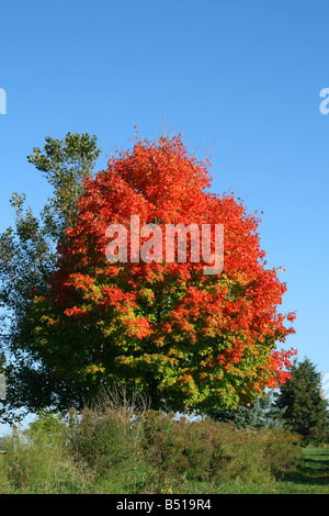 Érable à sucre Acer saccharum Autumn Michigan USA, par Carol Dembinsky photo Assoc Banque D'Images