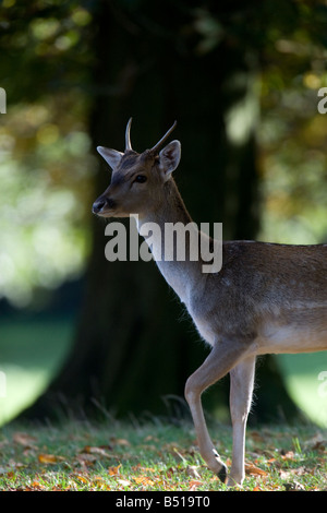 Daims sous les arbres en automne Banque D'Images