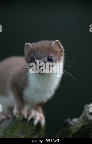 Hermine Mustela erminea Banque D'Images