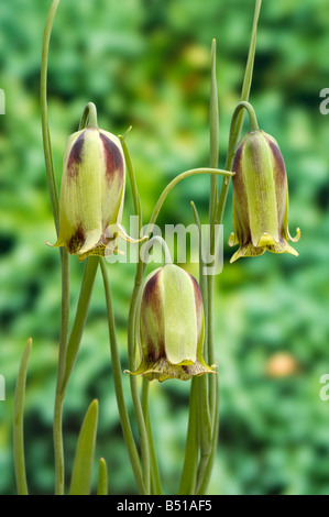 Fleurs penchées de Fritillaria acmopetala Banque D'Images