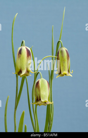 Fleurs penchées de Fritillaria acmopetala Banque D'Images