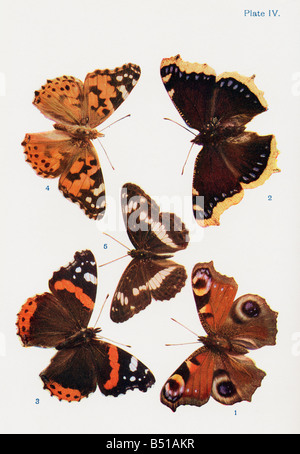 Différents types de papillons Banque D'Images