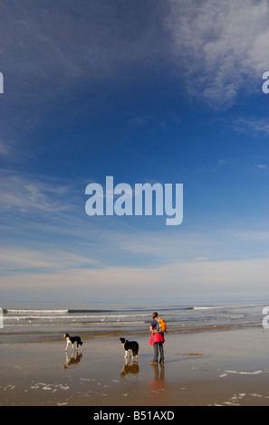 Walker femelle avec ses chiens sur la plage de l'estuaire de Mawddach près de Barmouth Gwynedd Banque D'Images