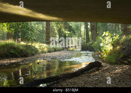 Rhinefield Ornamental Drive New Forest UK Banque D'Images