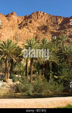 Les Gorges de Todra oasis en hiver, près de Tinerhir, Maroc Banque D'Images