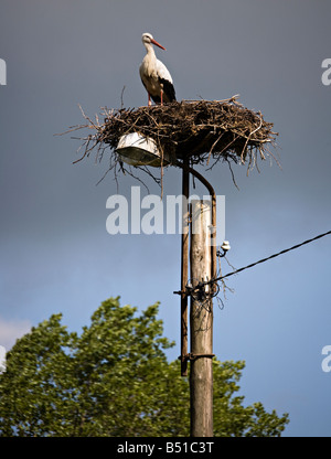 Cigogne Blanche (Ciconia ciconia) nichant sur haut de l'éclairage public en Pologne Banque D'Images