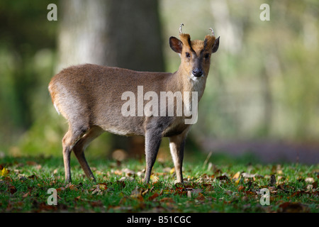 Muntiacus reevesi muntjac chinois au pays de Galles Banque D'Images