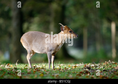 Muntiacus reevesi muntjac chinois au pays de Galles Banque D'Images