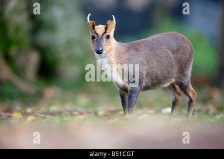 Muntiacus reevesi muntjac chinois au pays de Galles Banque D'Images