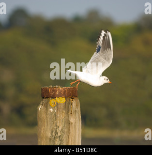 Mouette au décollage à un poste et Rusty moussus Hampshire UK Banque D'Images