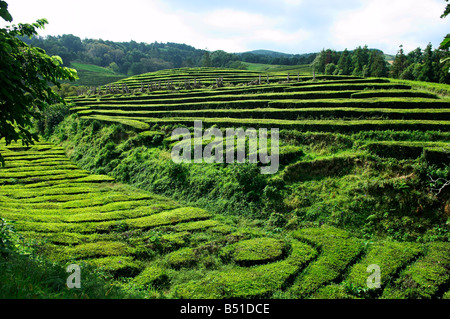 La plantation de thé de Cha Gorreana Açores sur l'île de São Miguel Banque D'Images