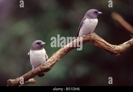 Une paire d'Woodswallows à poitrine blanche posée sur une branche d'arbre Banque D'Images