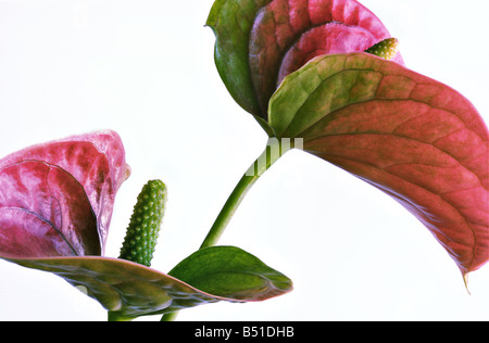 Gros plan détaillé de deux fleurs d'anthurium sur fond blanc Banque D'Images