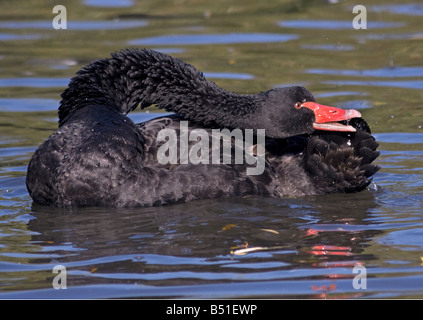 Australian Black Swan (Cygnus atratus) à poser, UK agressif Banque D'Images