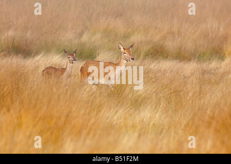 Red Deer Cervus elaphus hind avec de jeunes Richmond Park Londres Banque D'Images